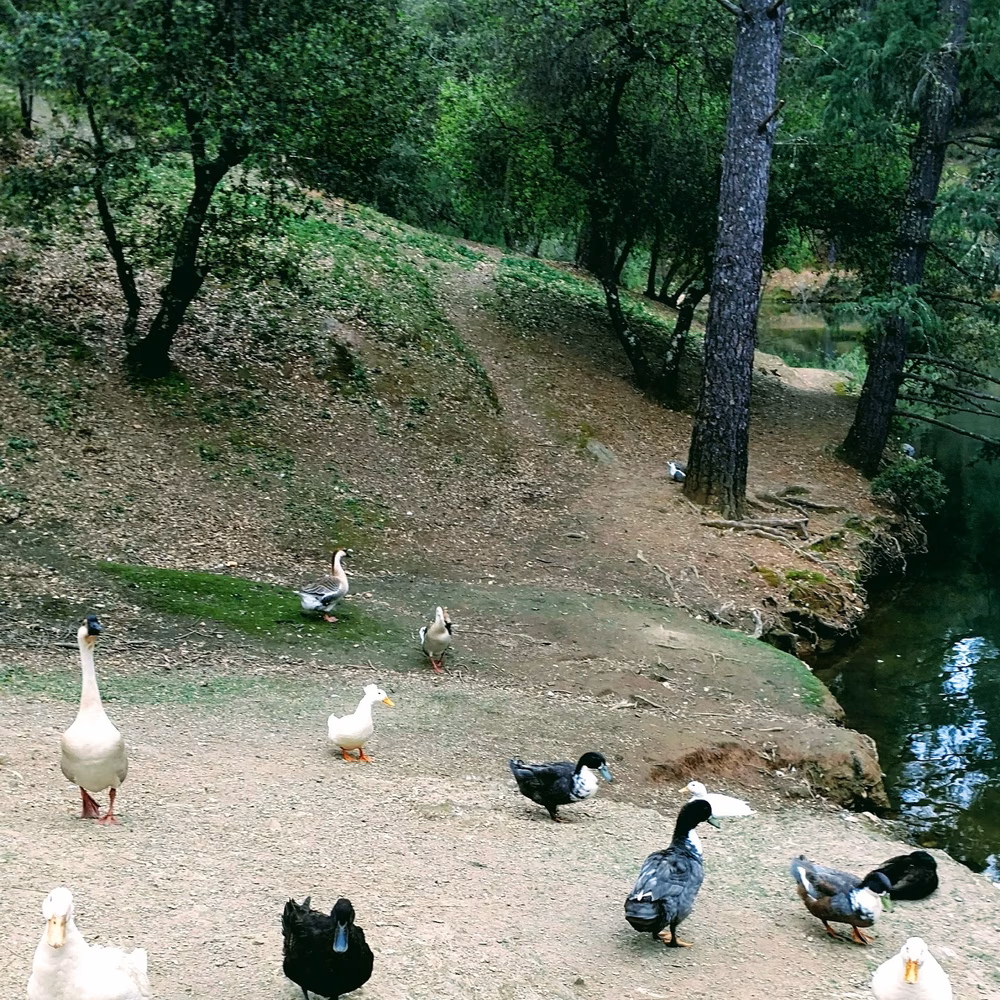 Lumsden Park - Placerville, CA