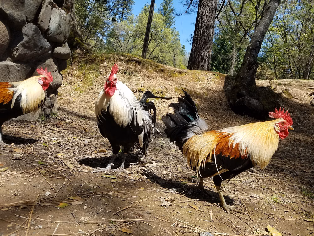 Lumsden Park - Placerville, CA