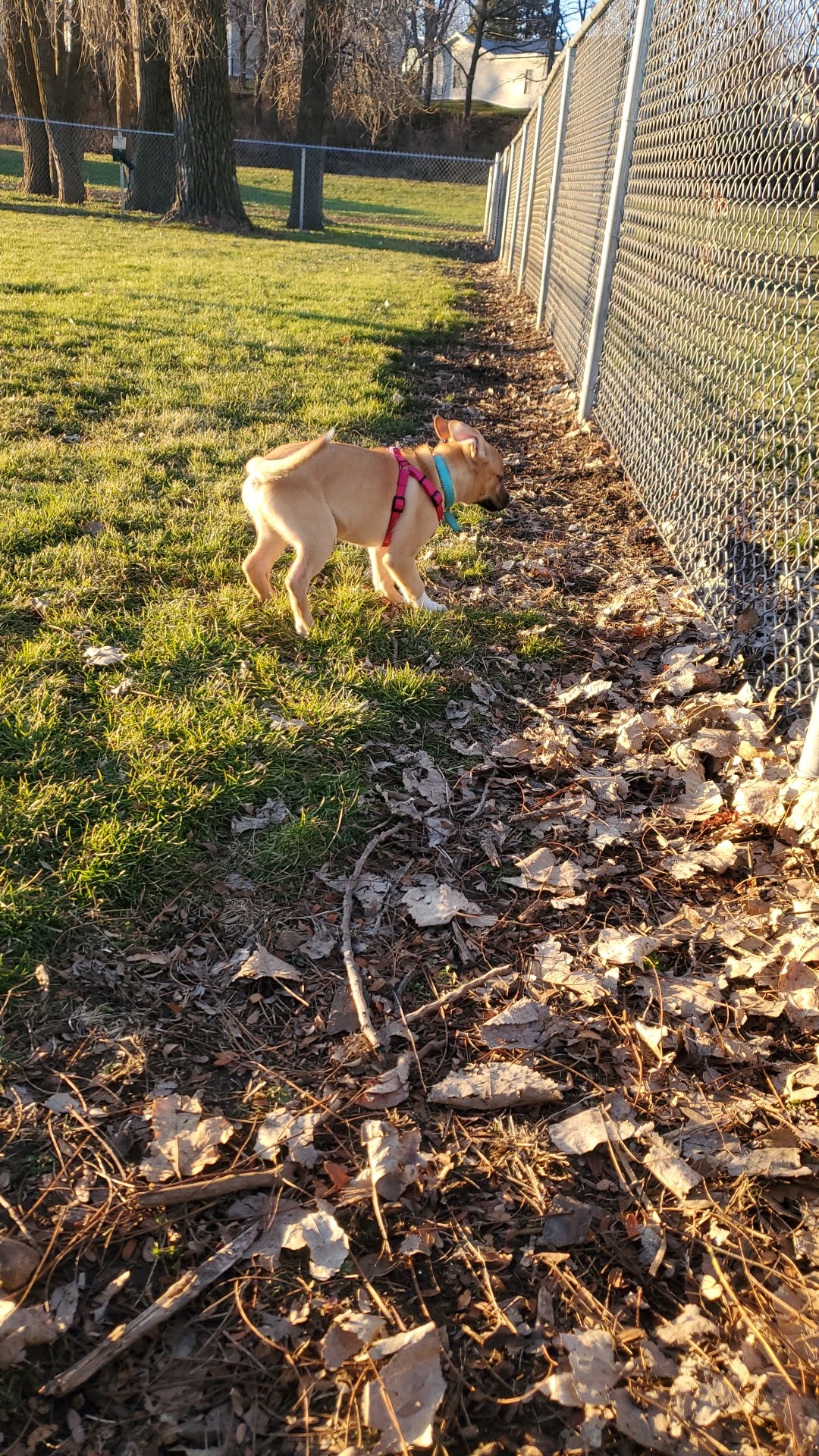 Platteville Dog Park - Platteville, WI
