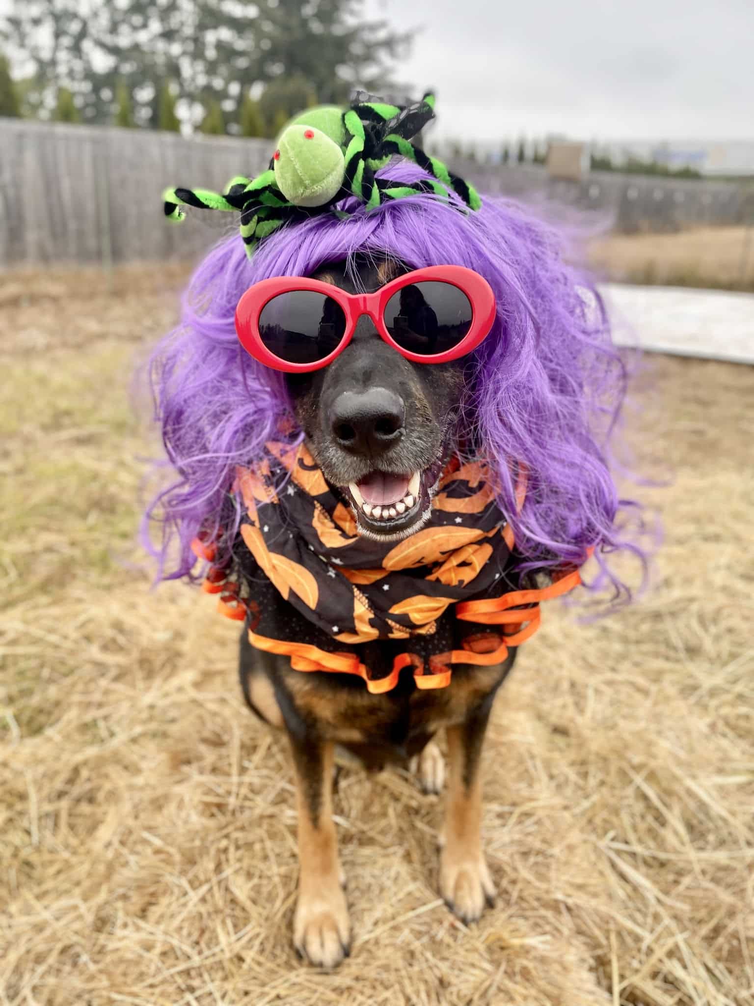 Opportunity Barks - Pleasant Hill, OR