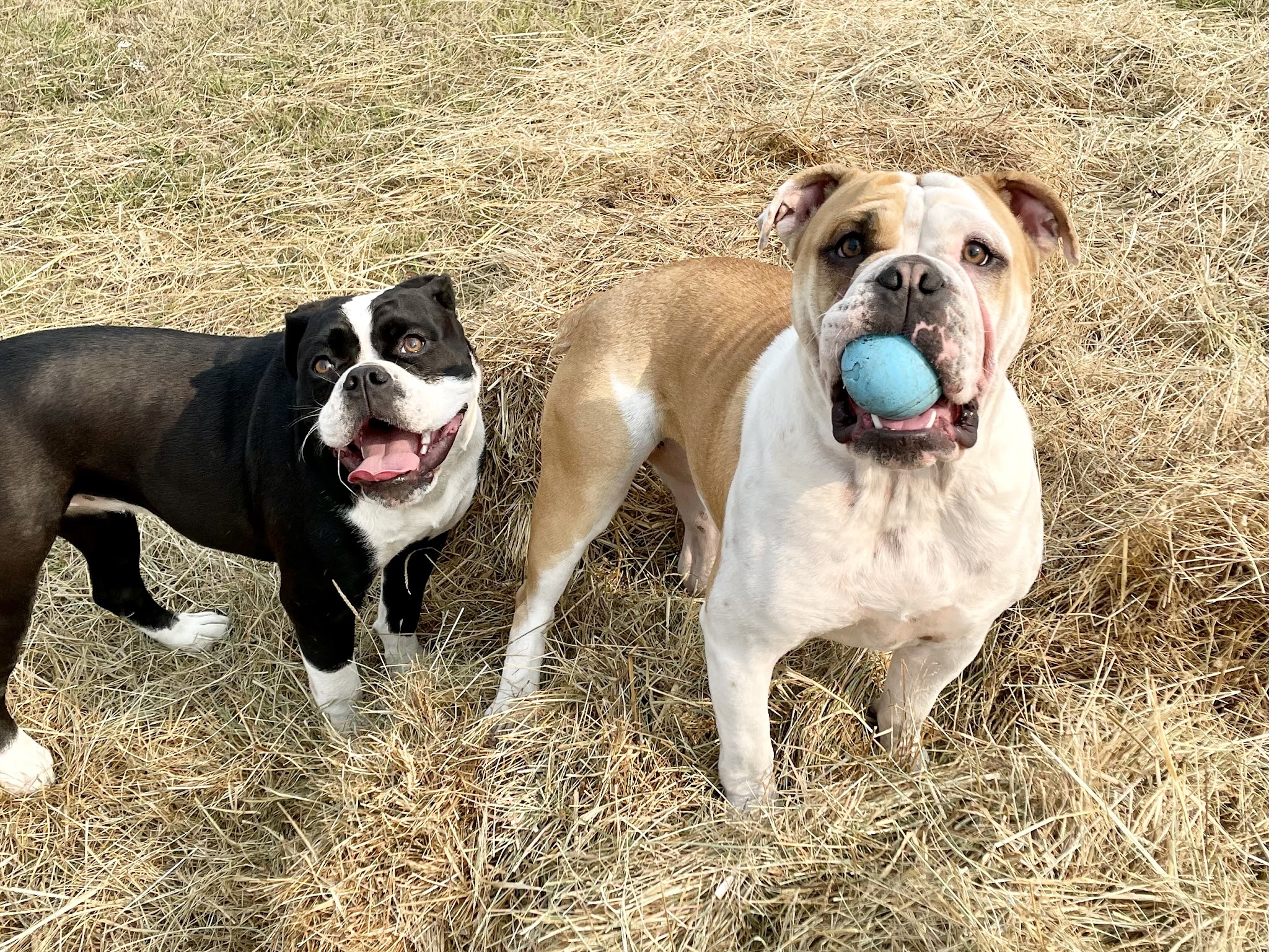 Opportunity Barks - Pleasant Hill, OR