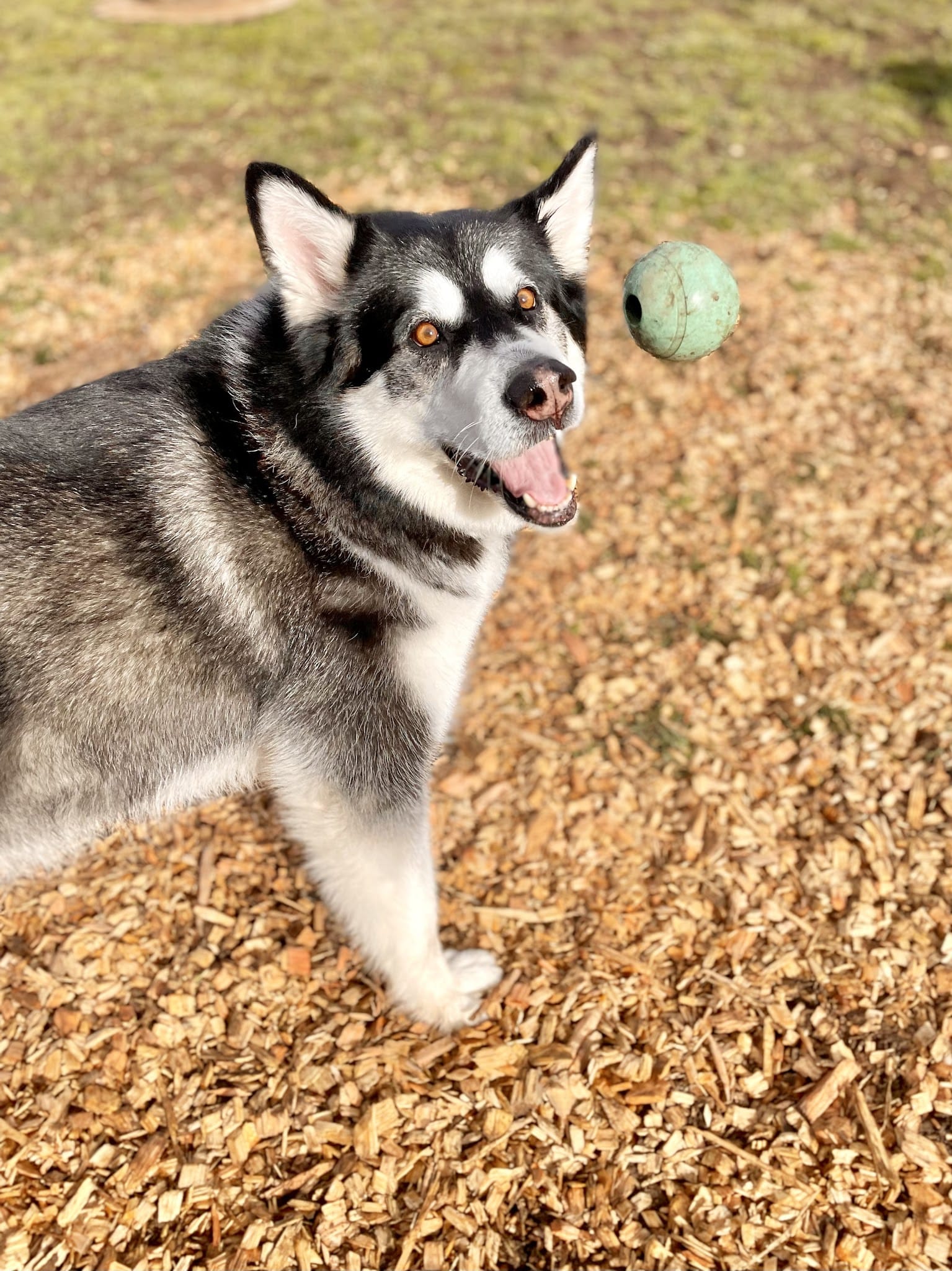 Opportunity Barks - Pleasant Hill, OR