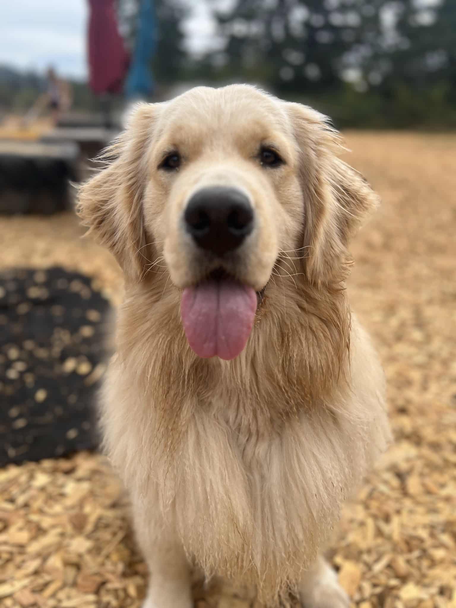 Opportunity Barks - Pleasant Hill, OR