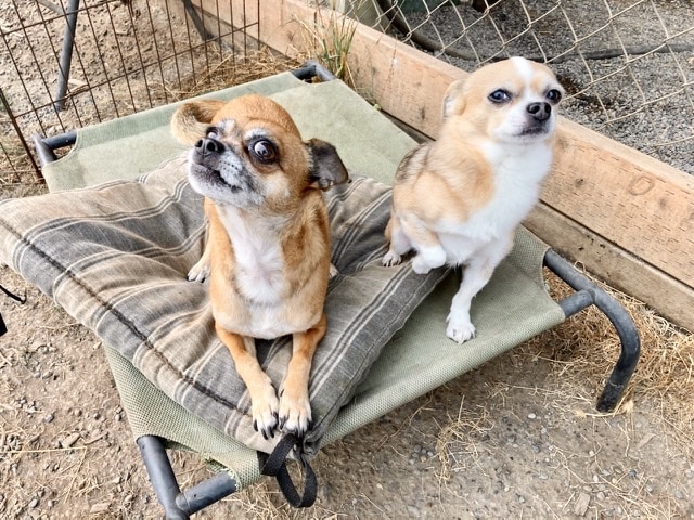 Opportunity Barks - Pleasant Hill, OR