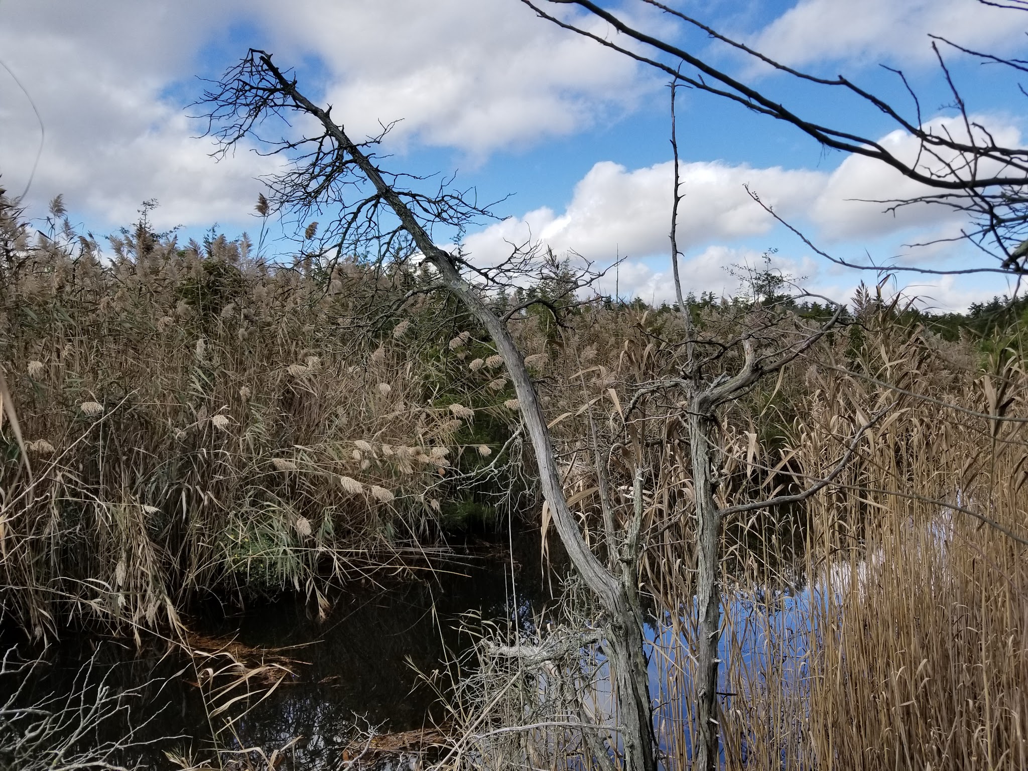 Beaver Dam Creek County Park - Point Pleasant, NJ