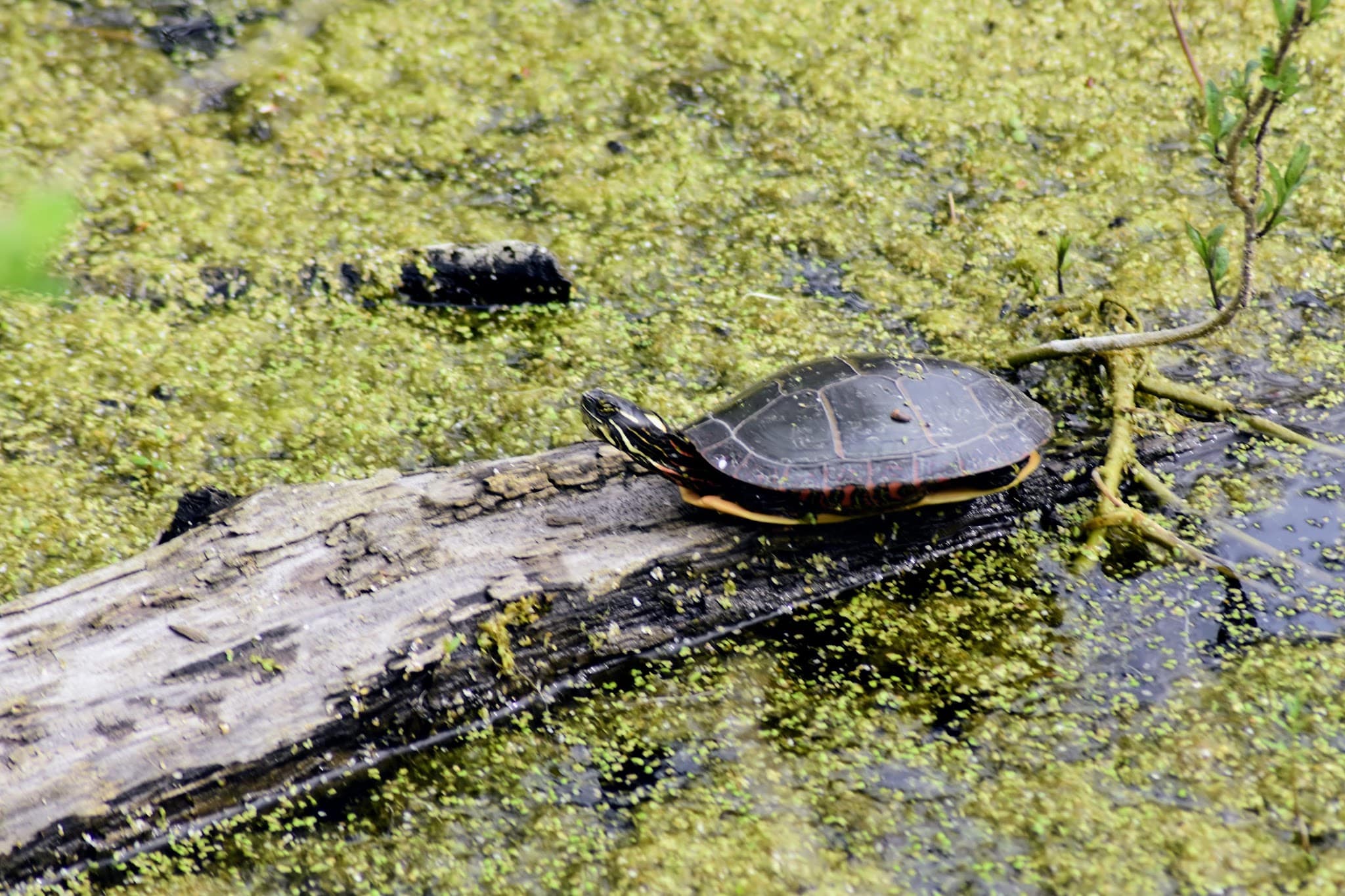 Erie Canal - Port Byron Trailhead - Port Byron, NY