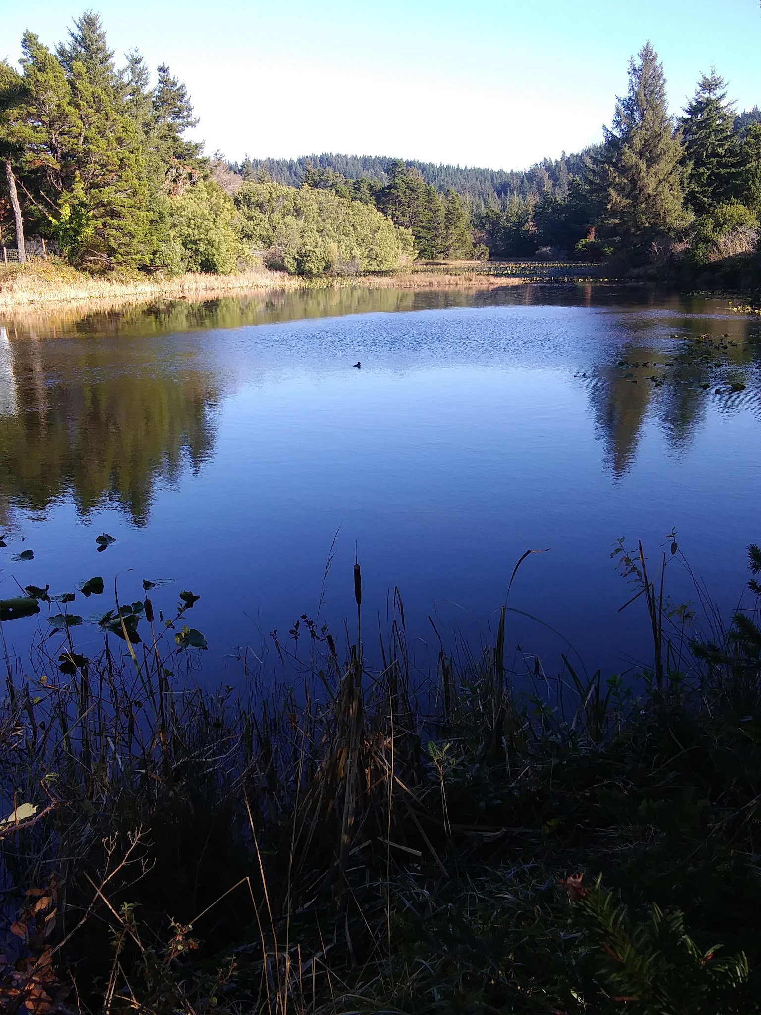 Dog park - Port Orford, OR