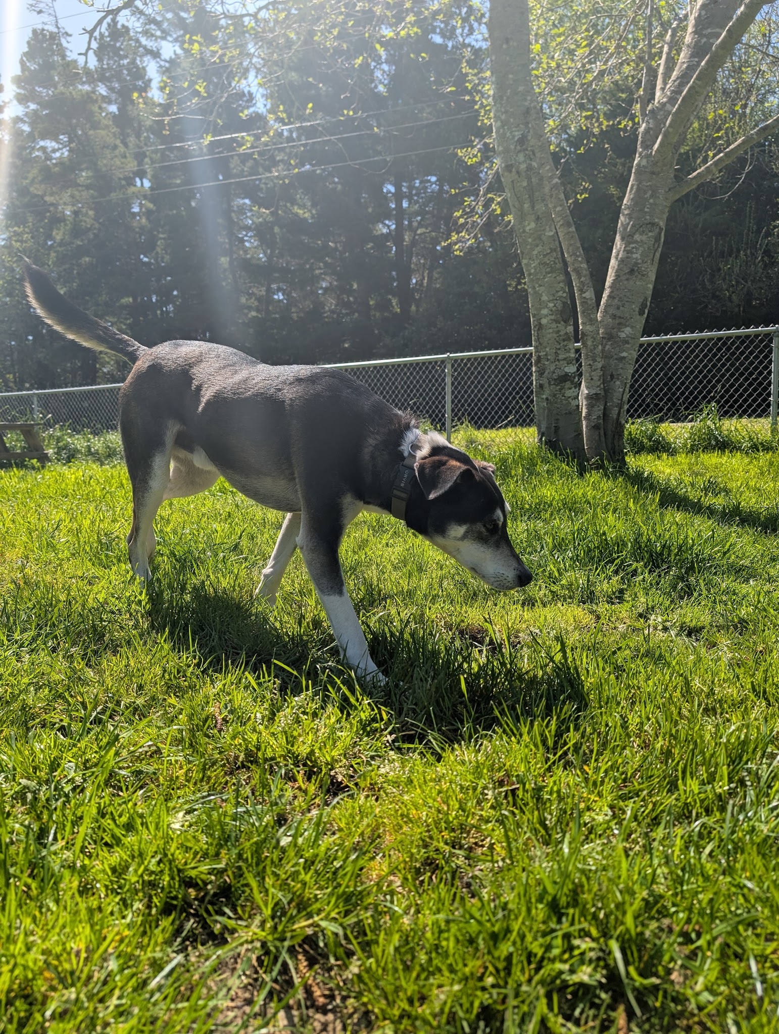 Dog park - Port Orford, OR