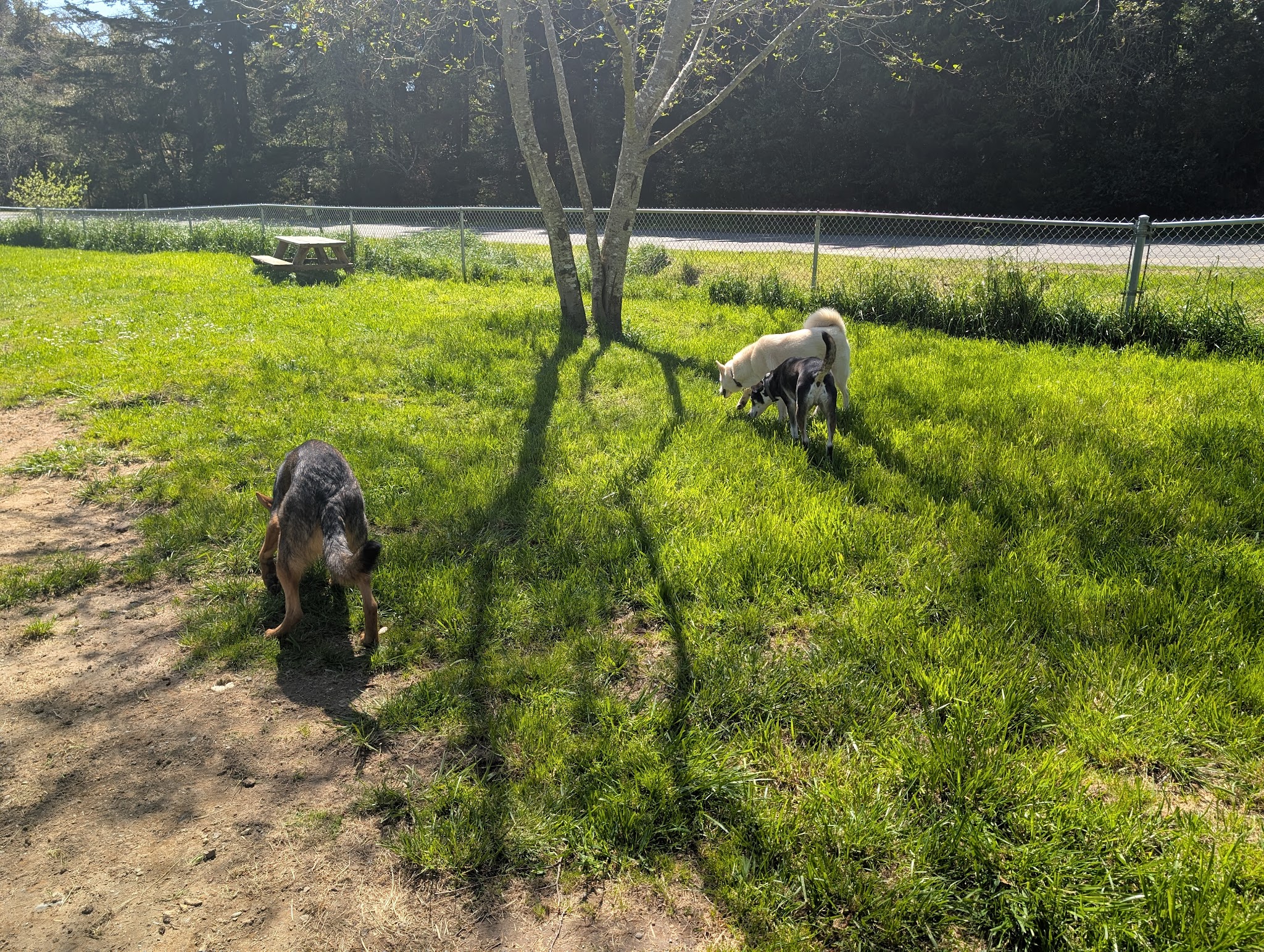 Dog park - Port Orford, OR