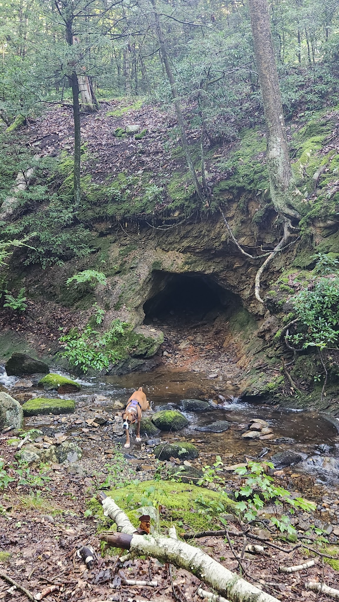 CT State Forest Red 3 Trail - Portland, CT
