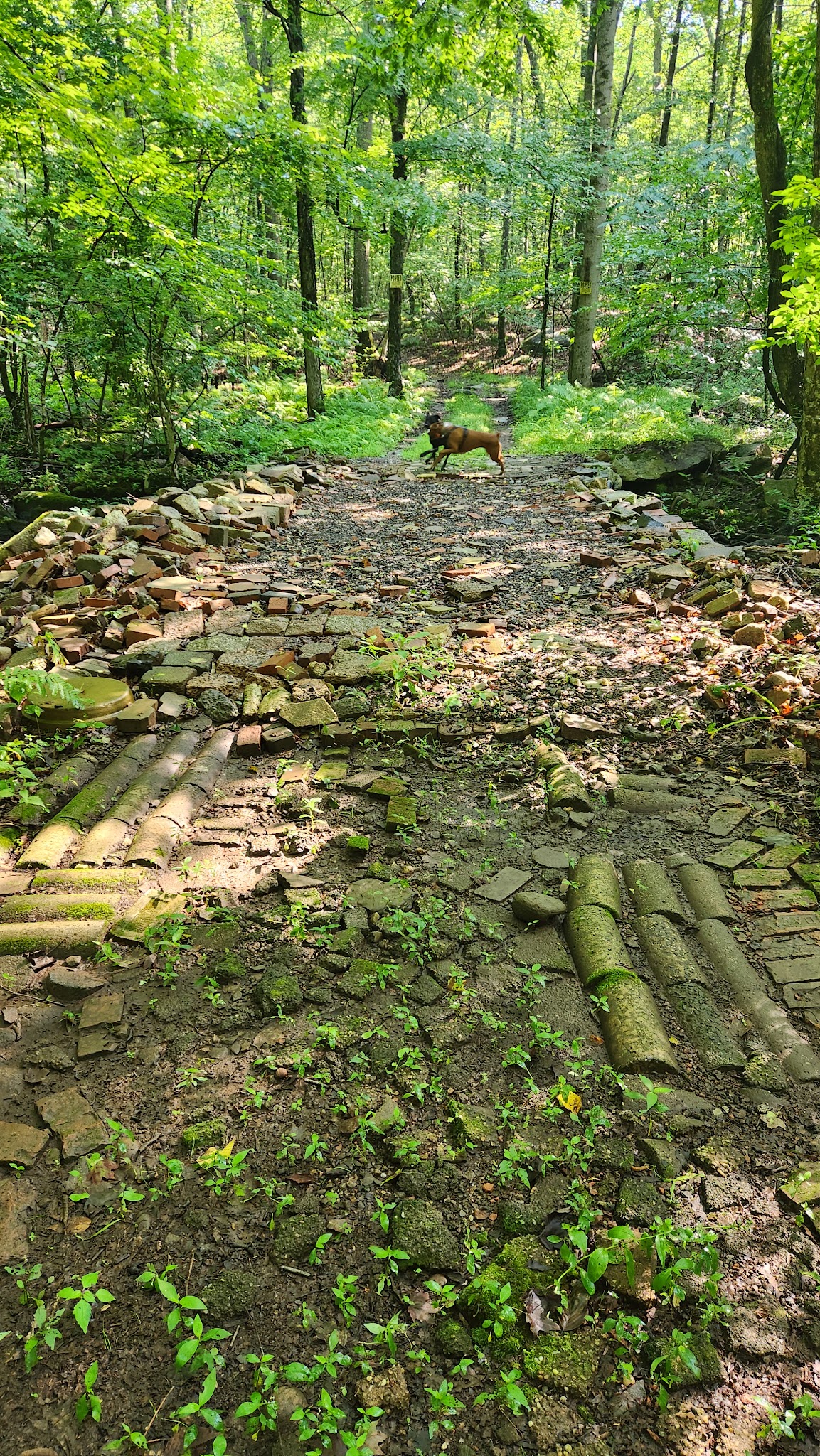 CT State Forest Red 3 Trail - Portland, CT