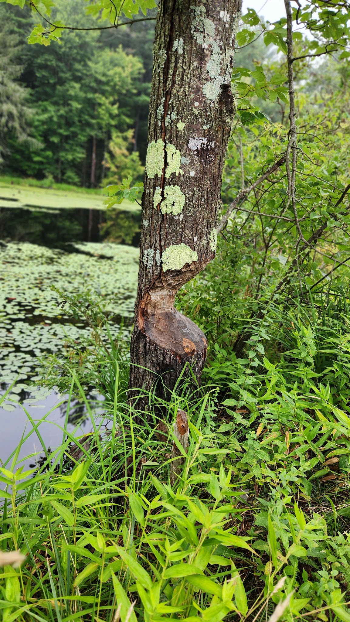 Portland Reservoir - Portland, CT