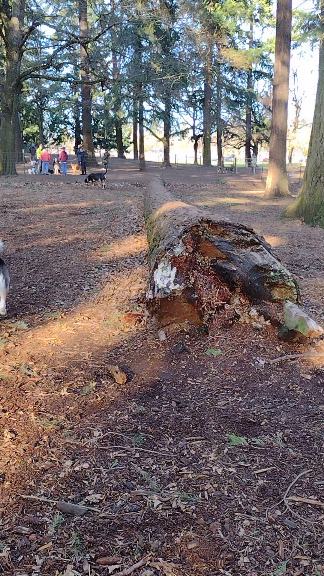 Normandale Park - Portland, OR