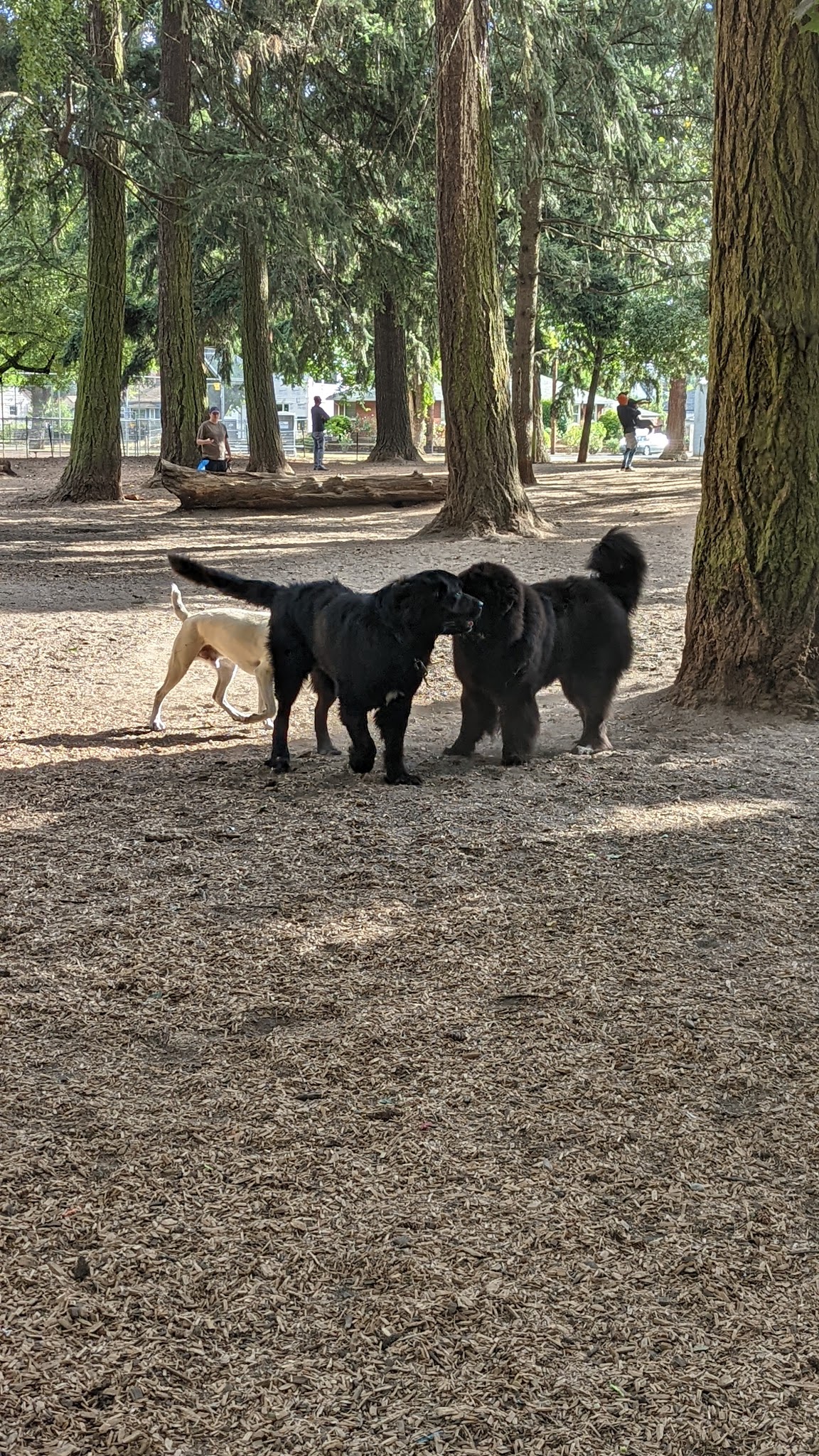 Normandale Park - Portland, OR