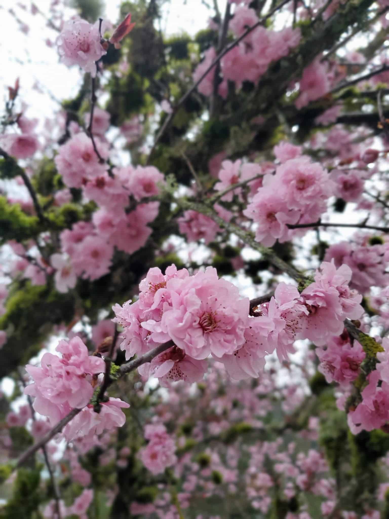 Roxbury Park - Portland, OR