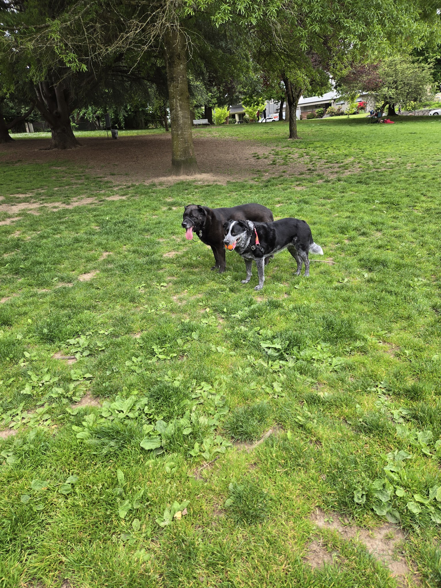 Sewallcrest Park - Portland, OR