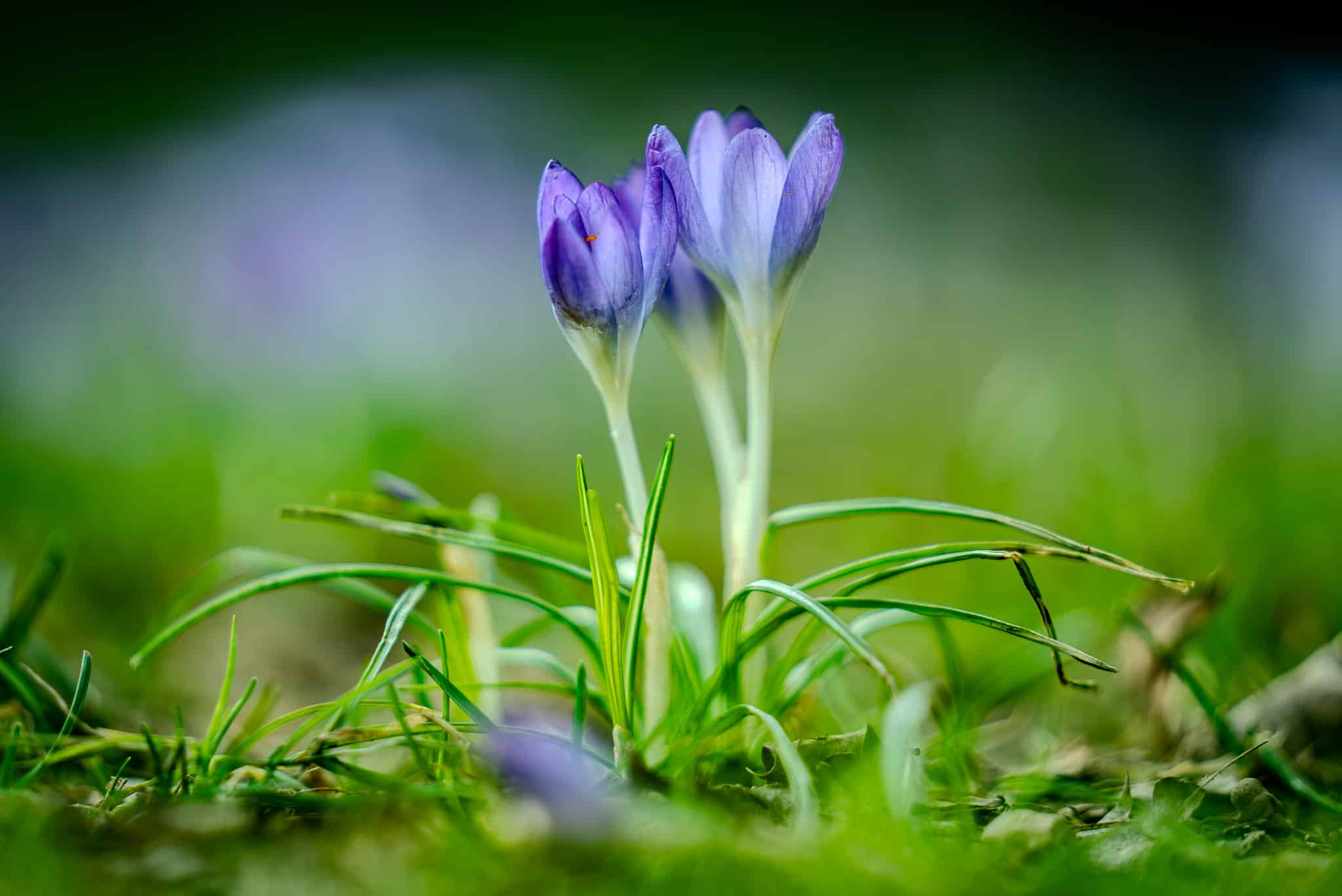 Alberta Unfenced Off-Leash Dog Park - Portland, OR