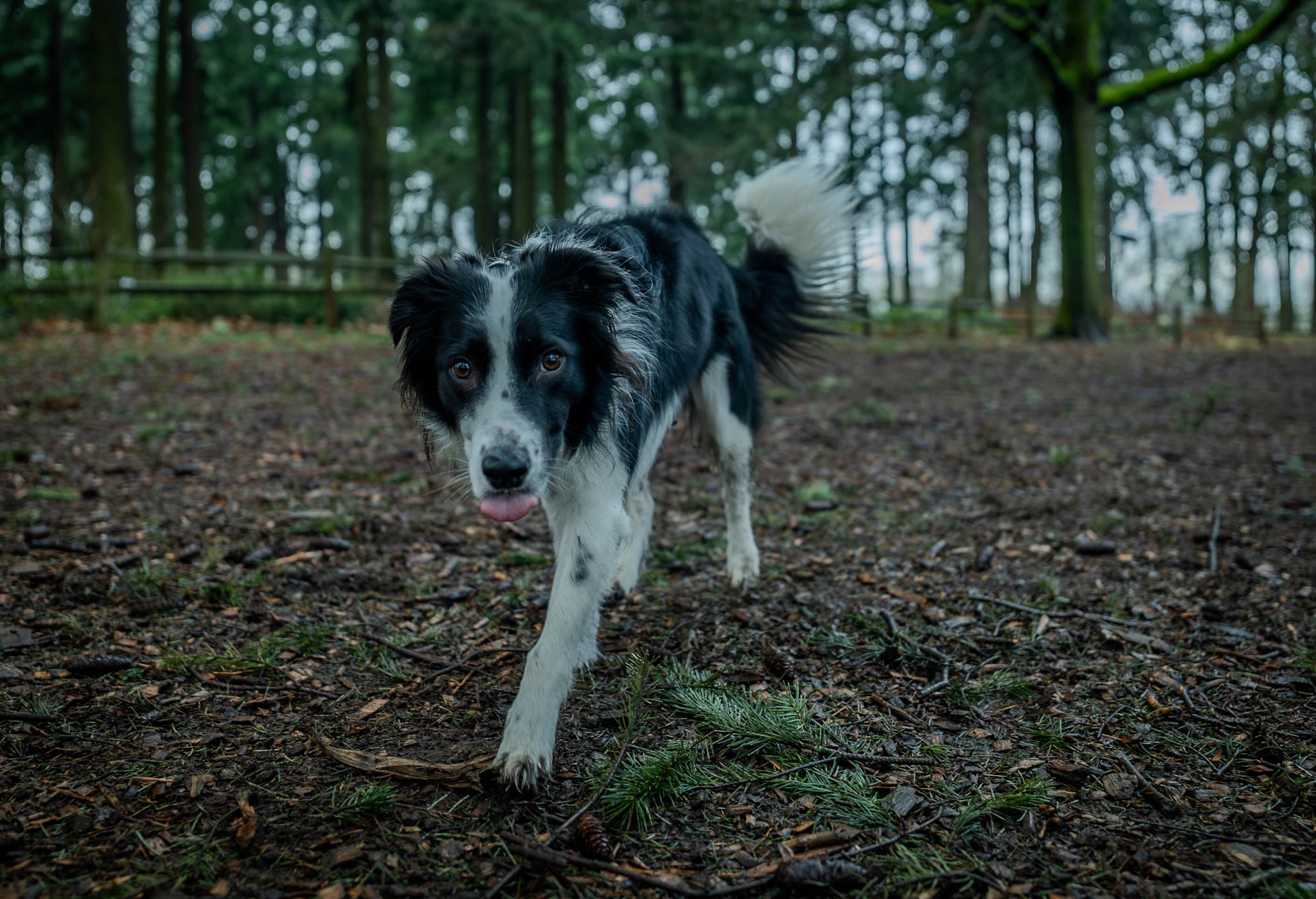 Alberta Unfenced Off-Leash Dog Park - Portland, OR