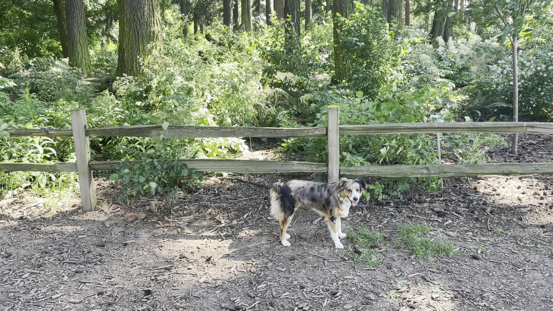 Alberta Unfenced Off-Leash Dog Park - Portland, OR