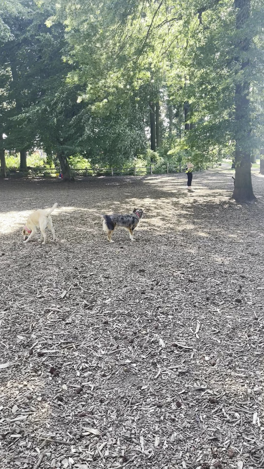 Alberta Unfenced Off-Leash Dog Park - Portland, OR