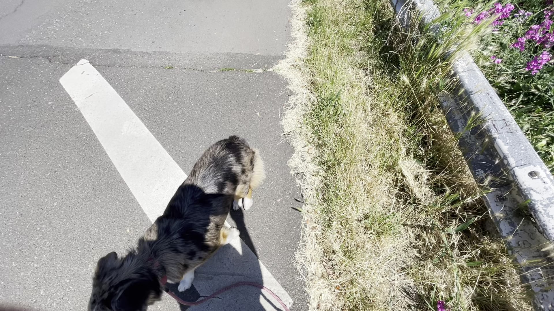 Dog Bowl - Portland, OR