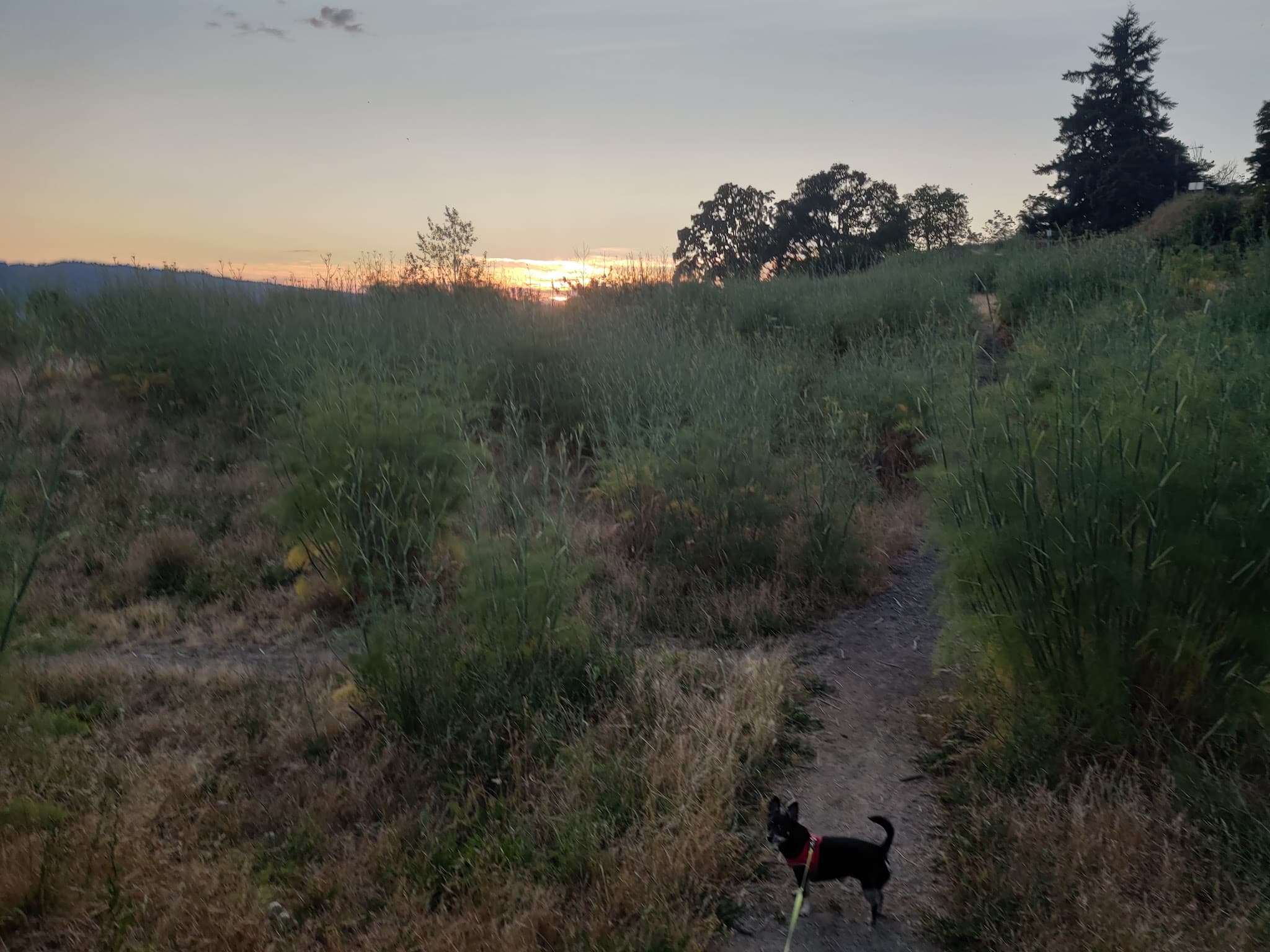 Dog Bowl - Portland, OR