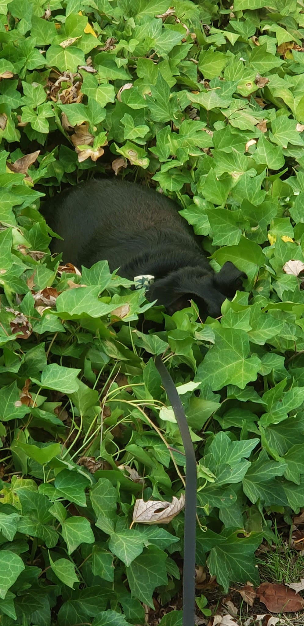 Dog Off-Leash Area - Portland, OR