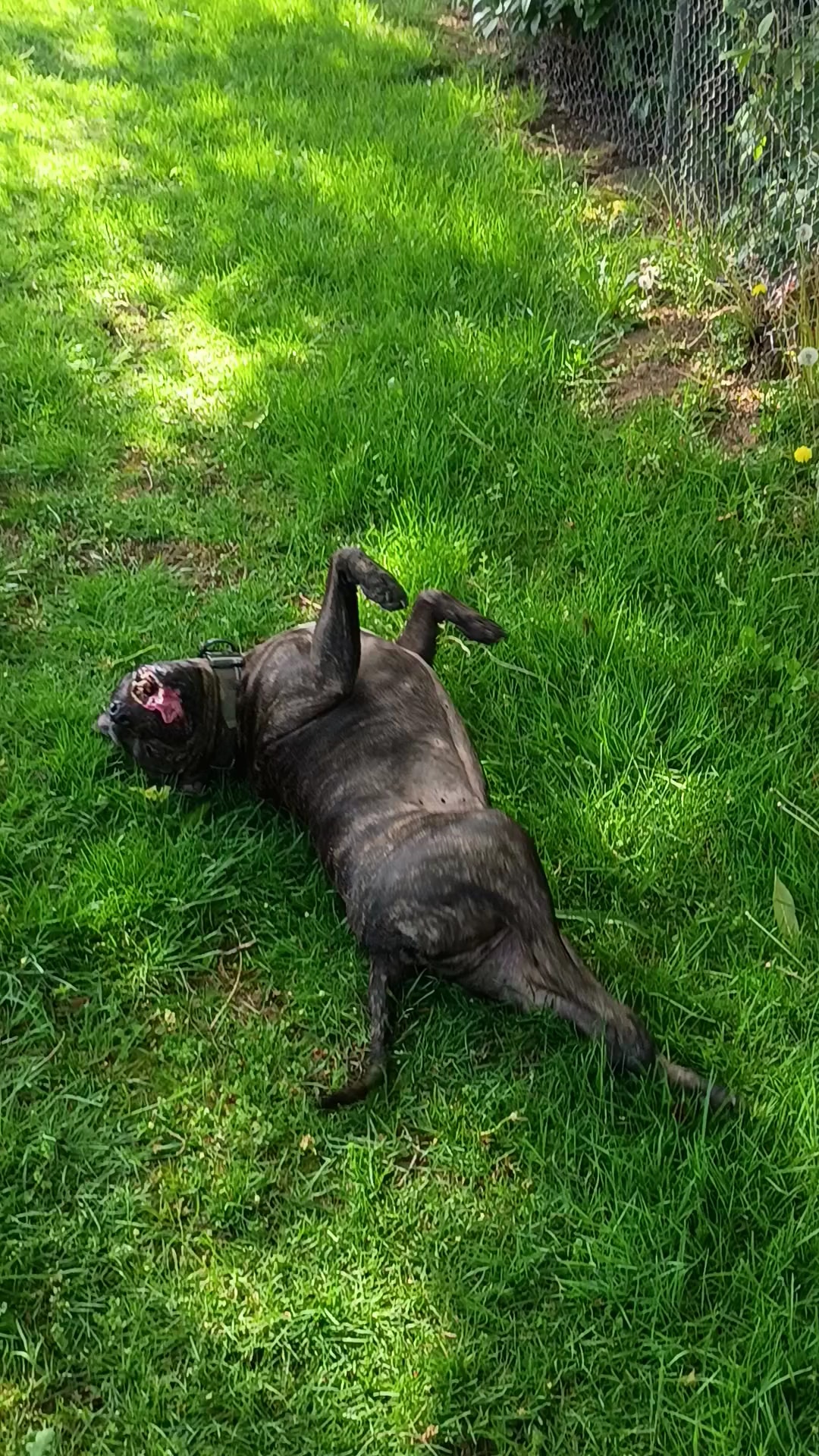 Dog Off-Leash Area - Portland, OR