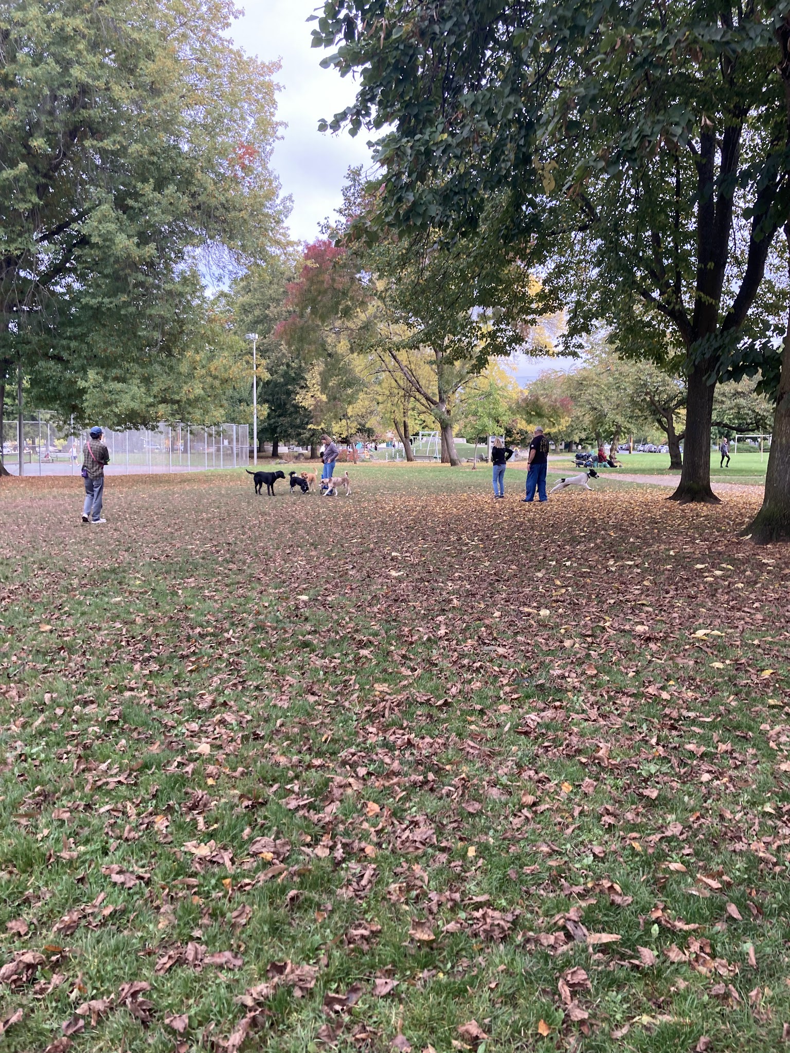 Dog Off-Leash Area - Portland, OR