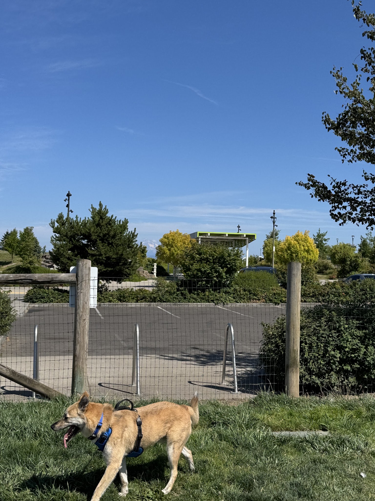 Fenced Off-Leash Dog Park - Portland, OR