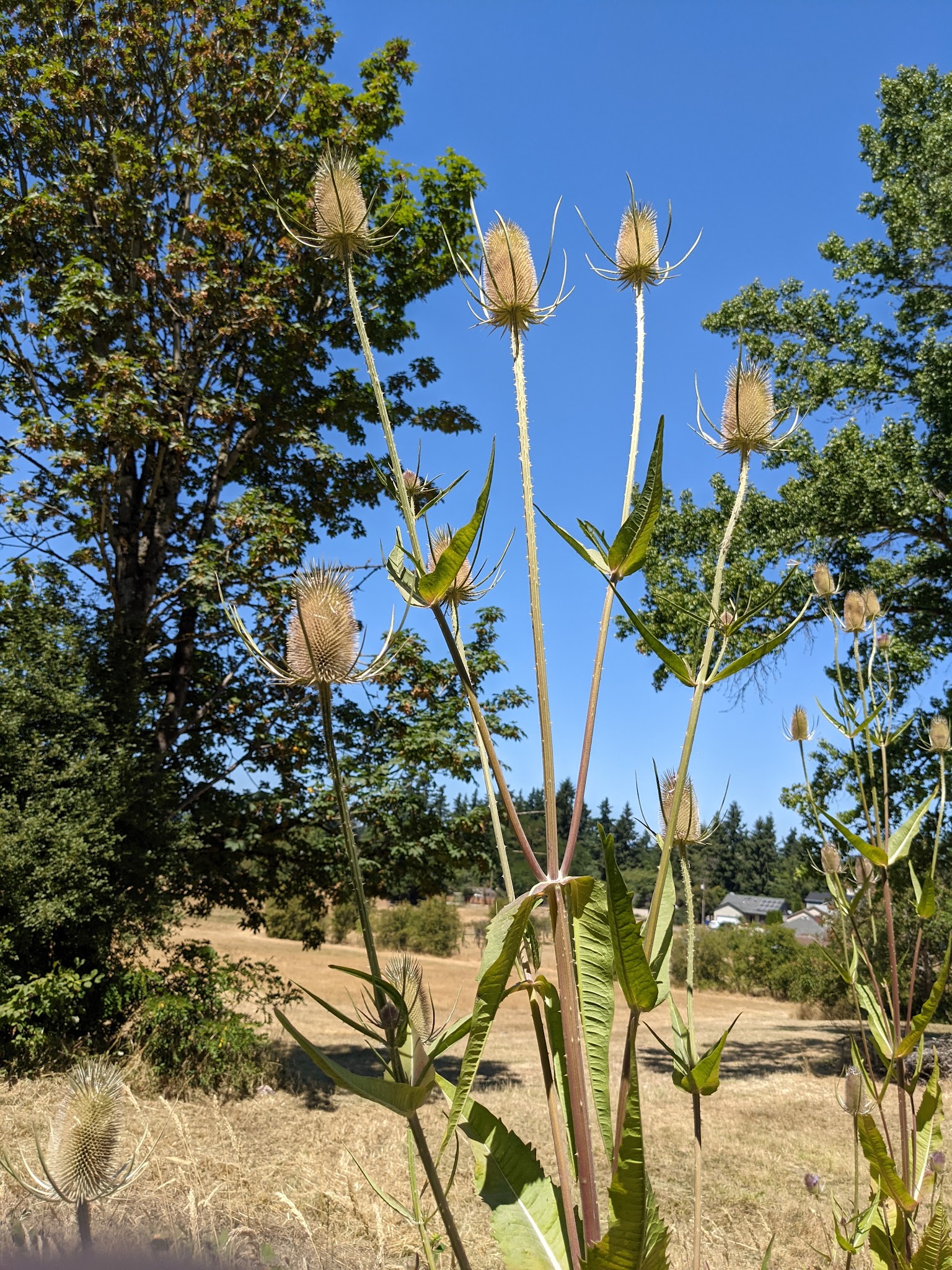 Gates Park - Portland, OR