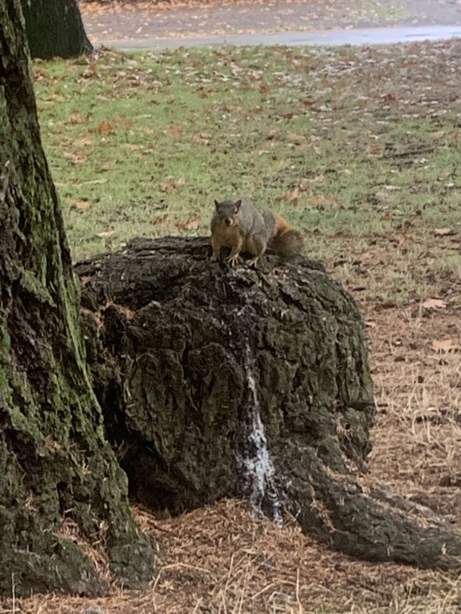 Hancock Park - Portland, OR