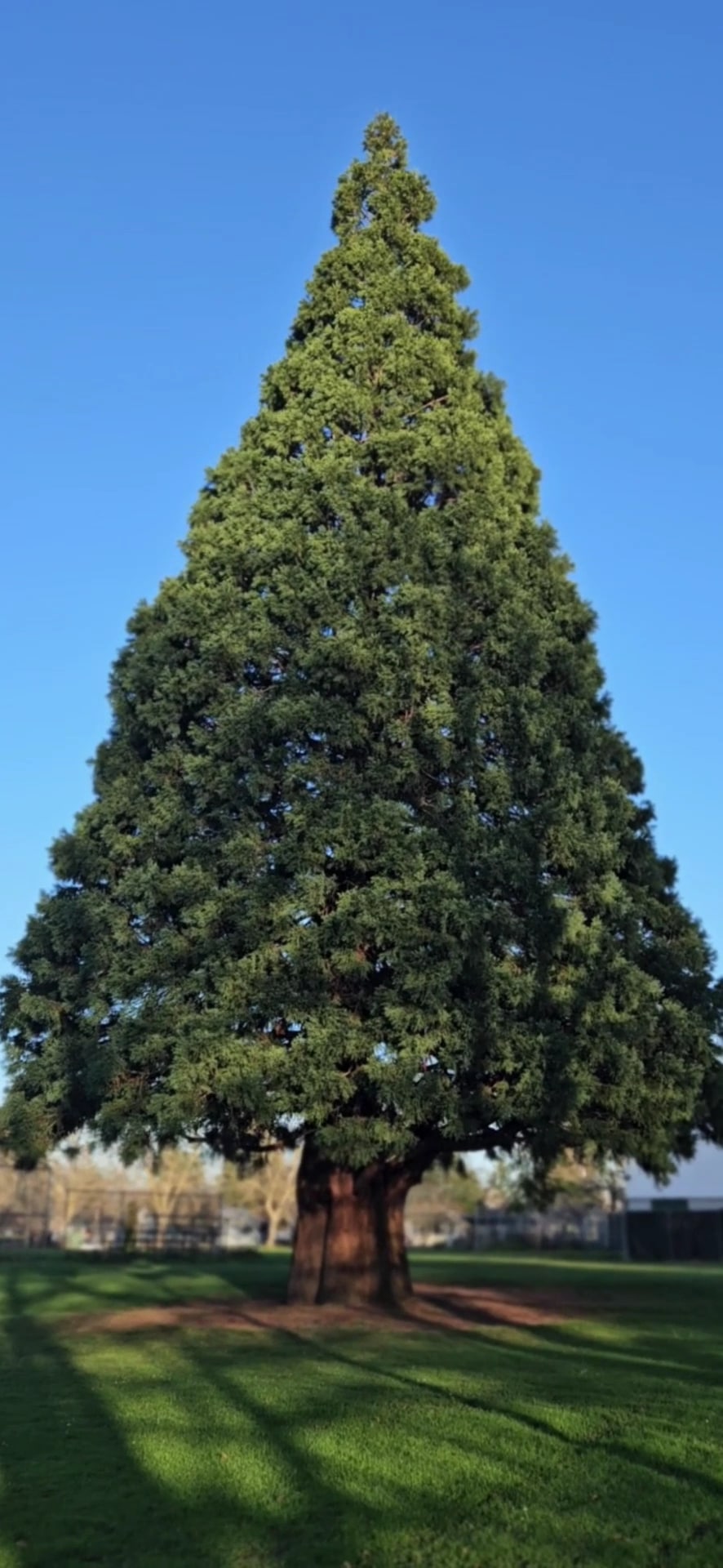 Harrison Park - Portland, OR