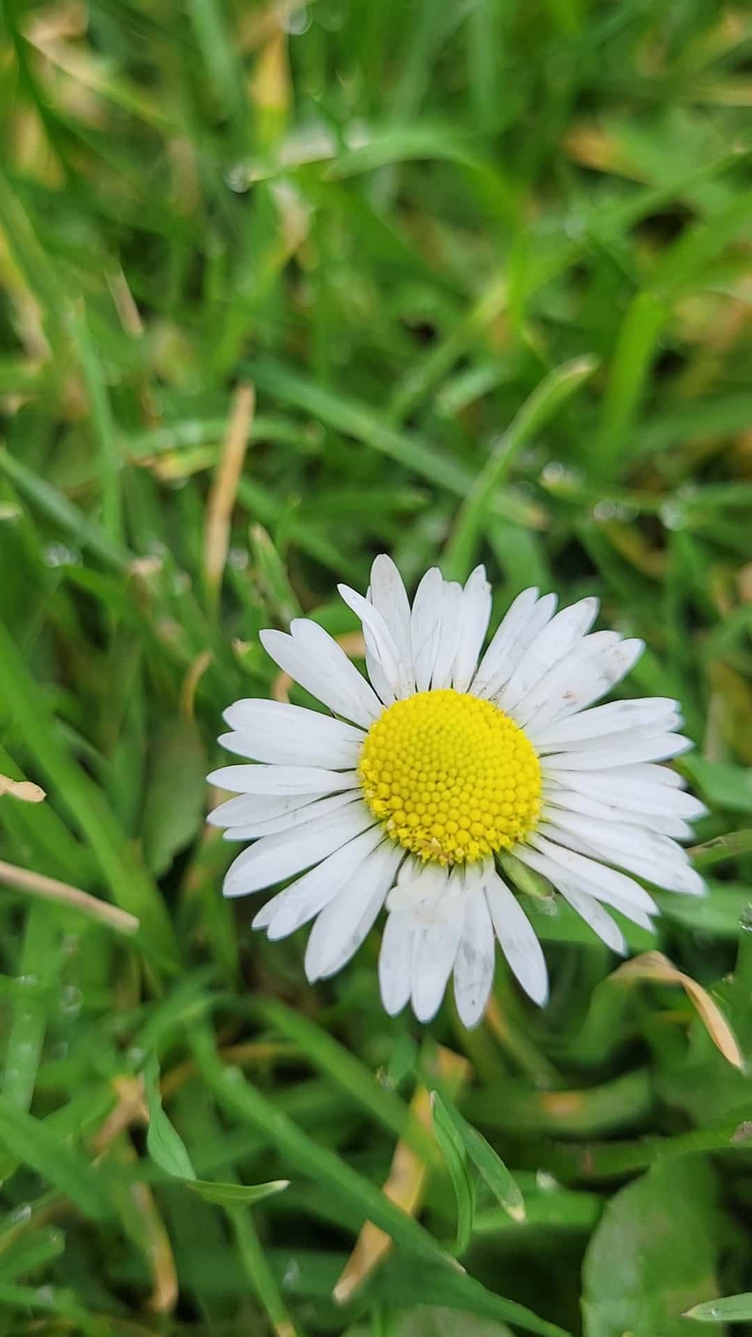 Hazeltine Park - Portland, OR