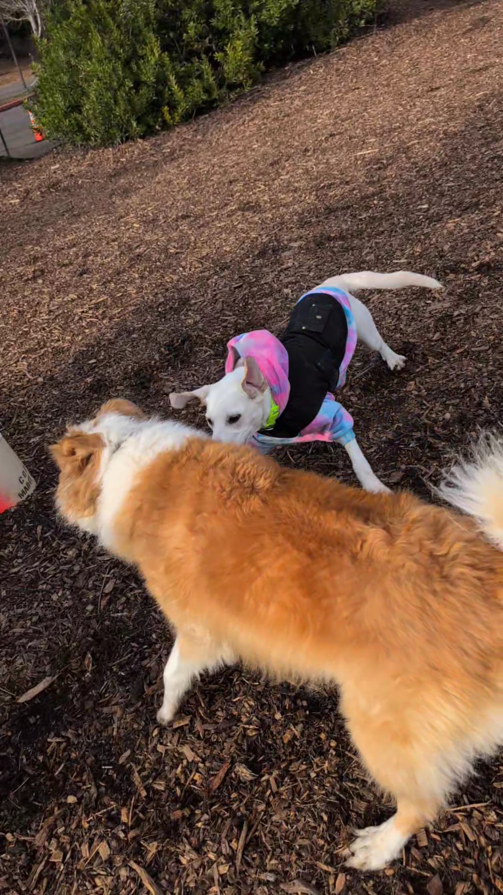 Hillsdale City Park - Portland, OR