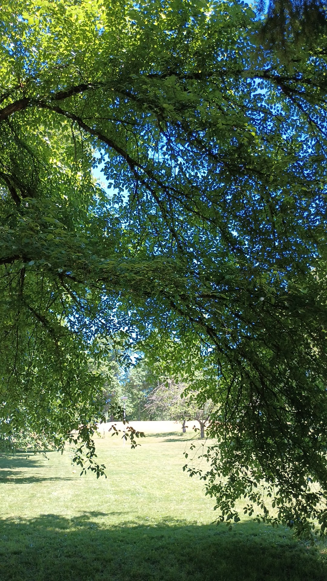 Lents Park Off-Leash Dog Area - Portland, OR