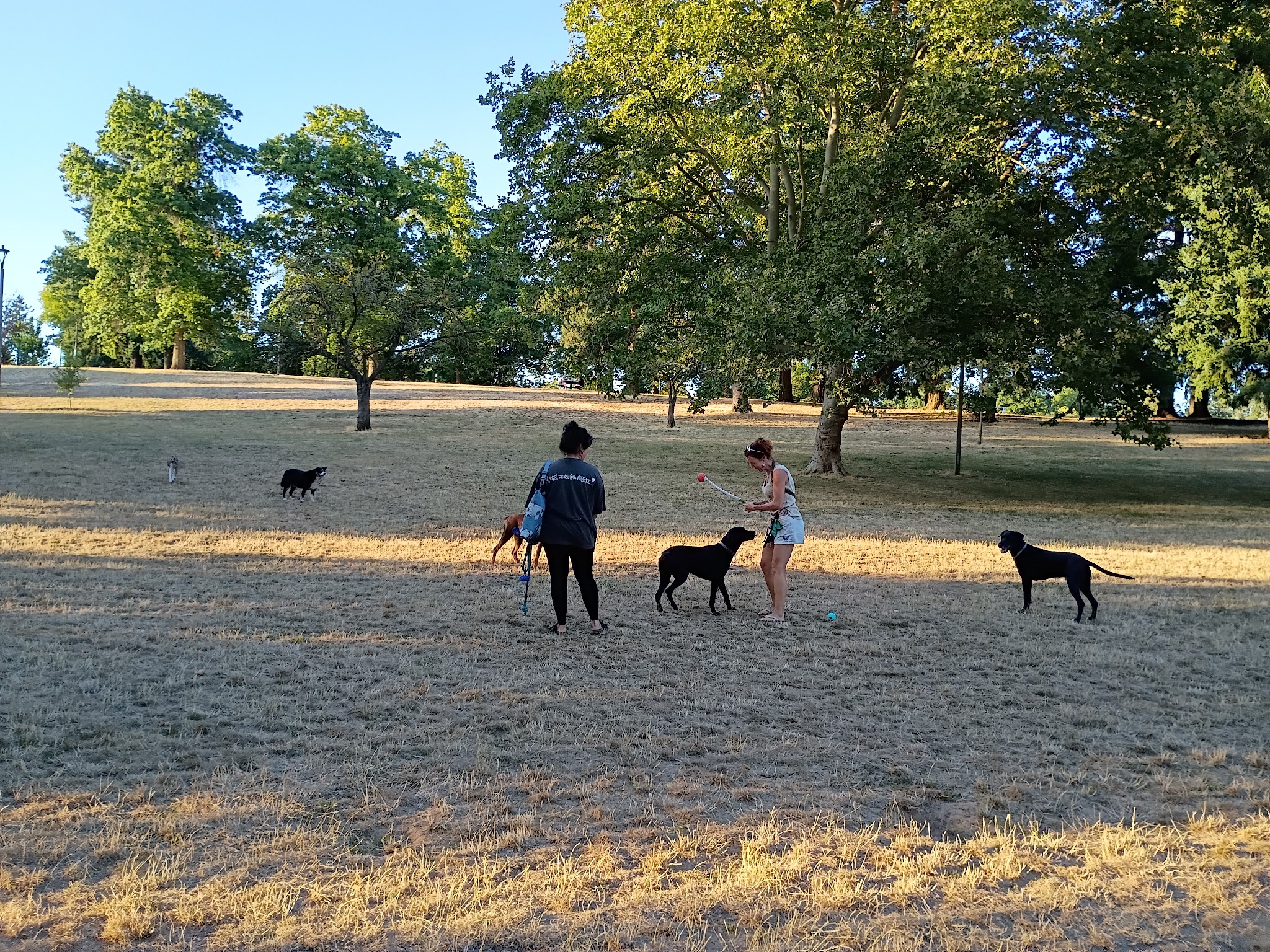 Lents Park Off-Leash Dog Area - Portland, OR