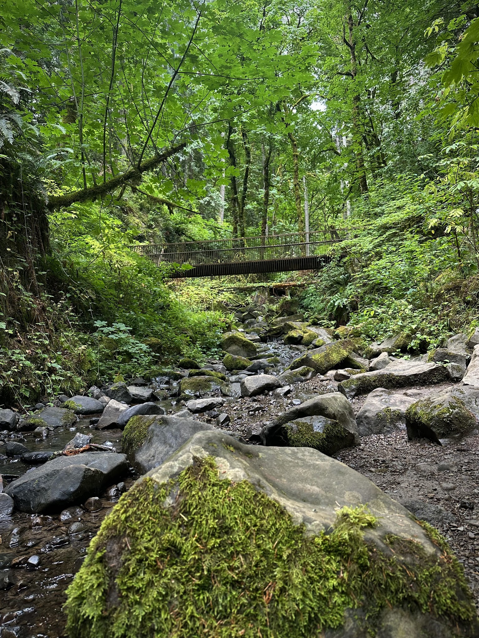 Lower MacLeay Trail - Portland, OR
