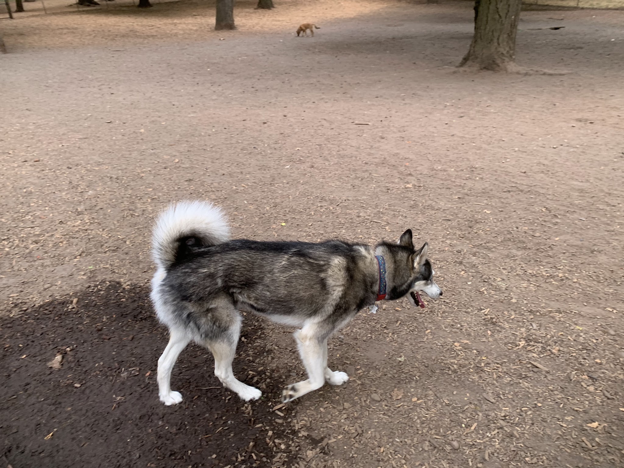 Normandale Dog Park - Portland, OR