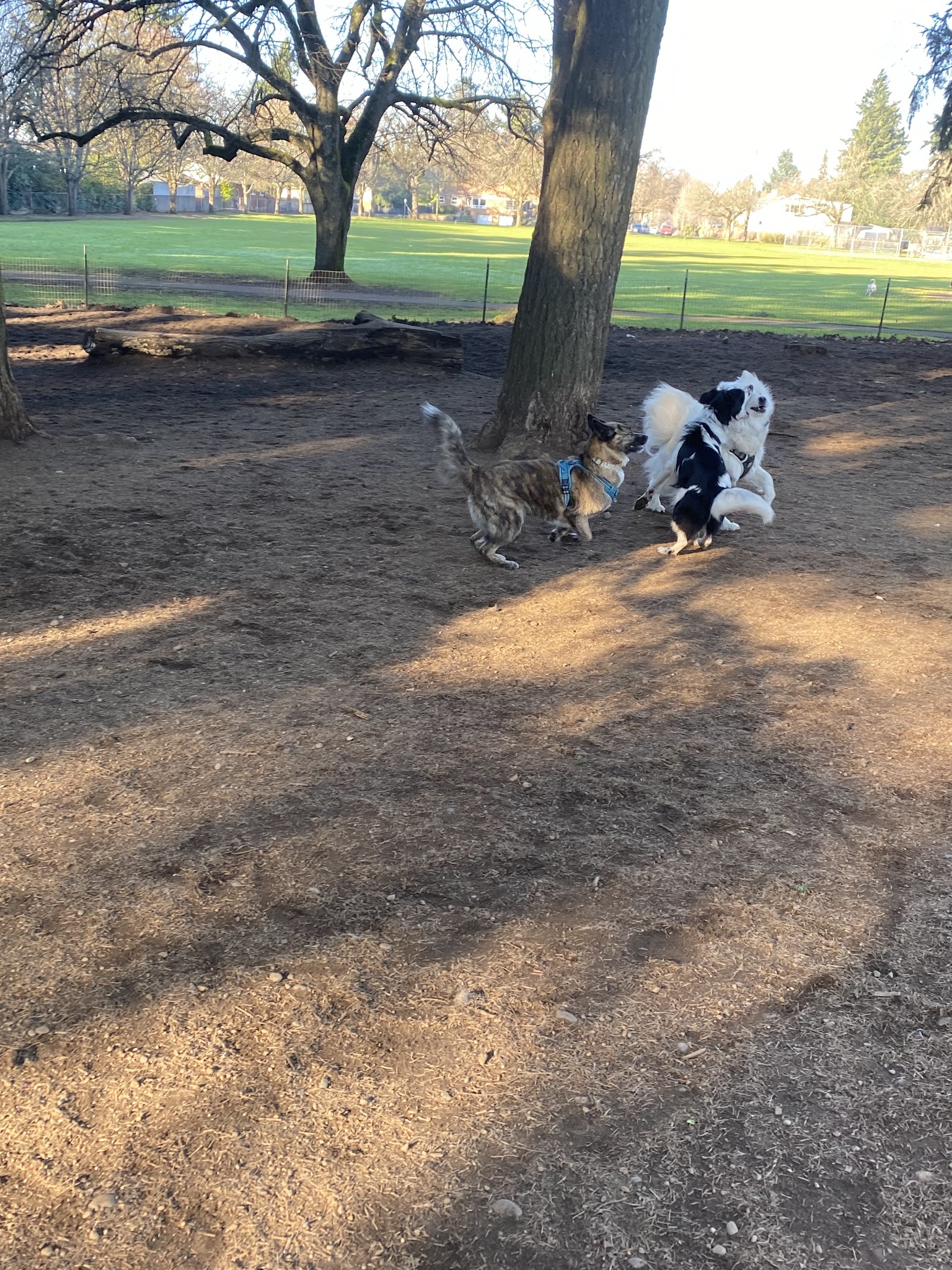 Normandale Dog Park - Portland, OR