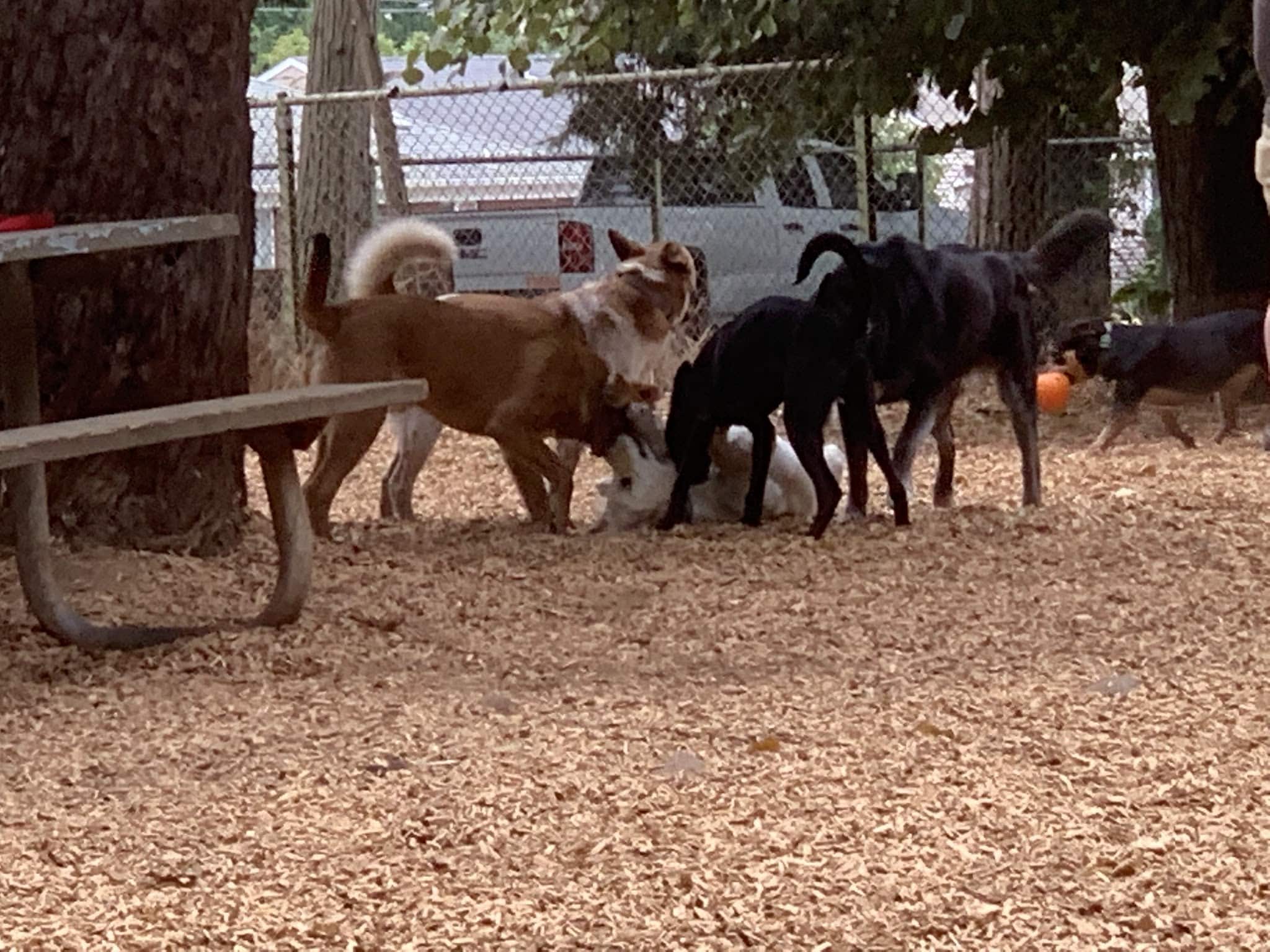 Normandale Dog Park - Portland, OR