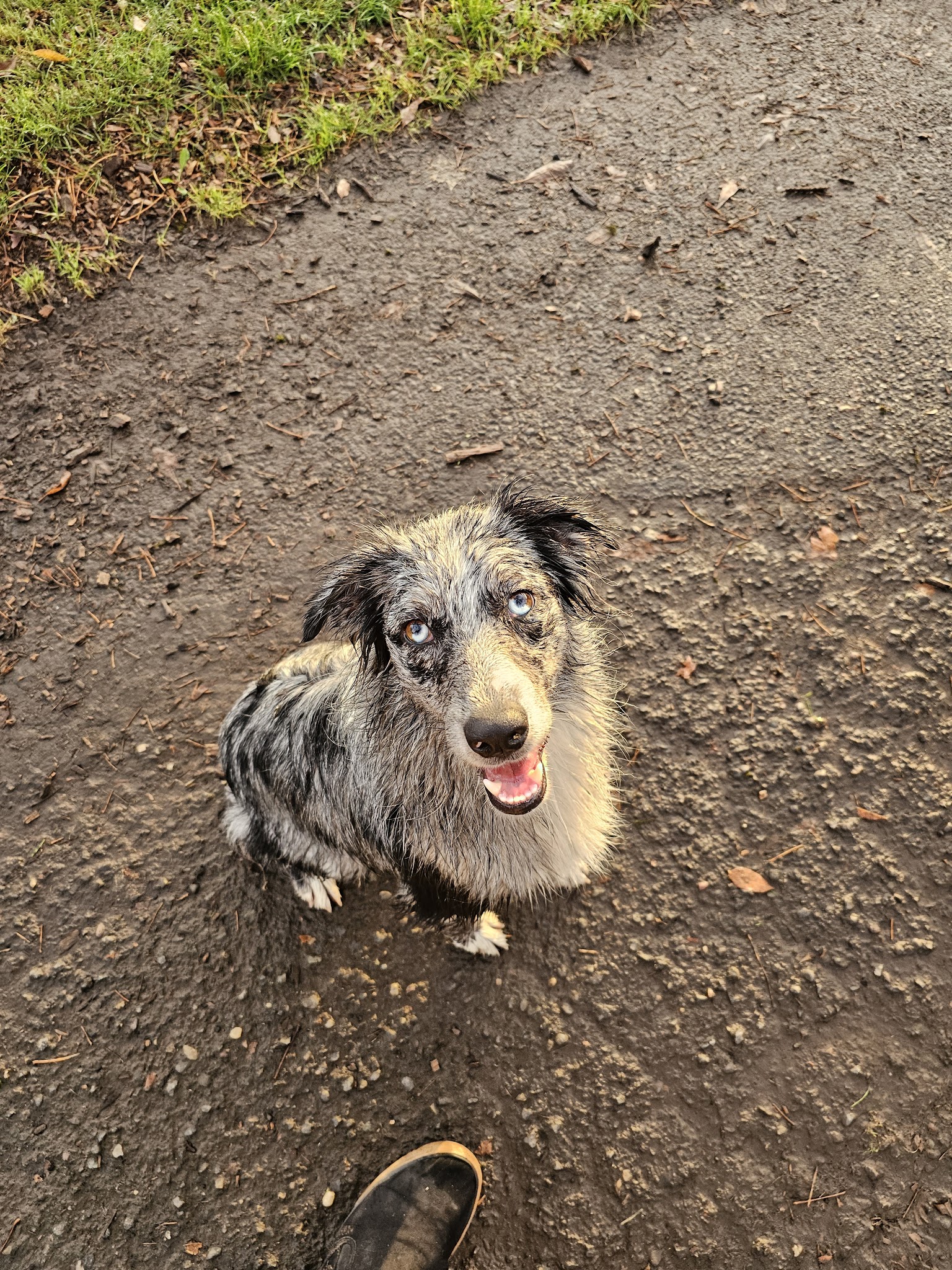 Off-Leash Dog Area - Portland, OR