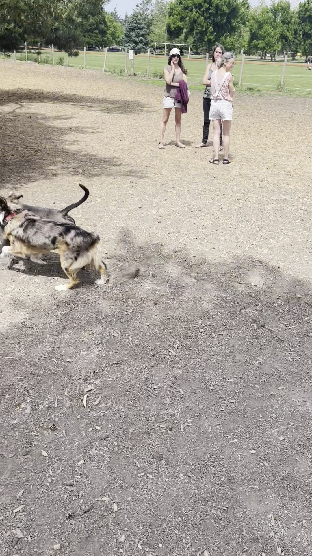 Off-Leash Dog Area - Portland, OR