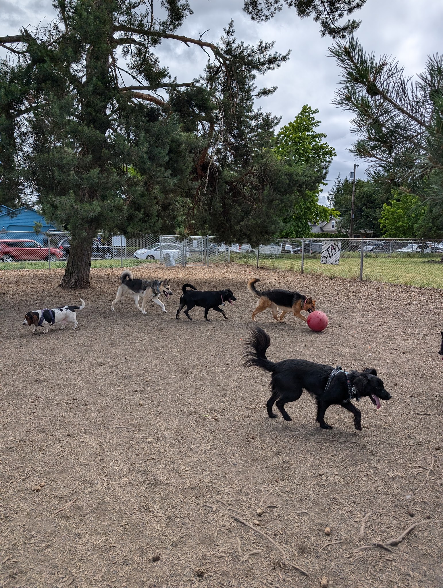 Off-Leash Dog Area - Portland, OR