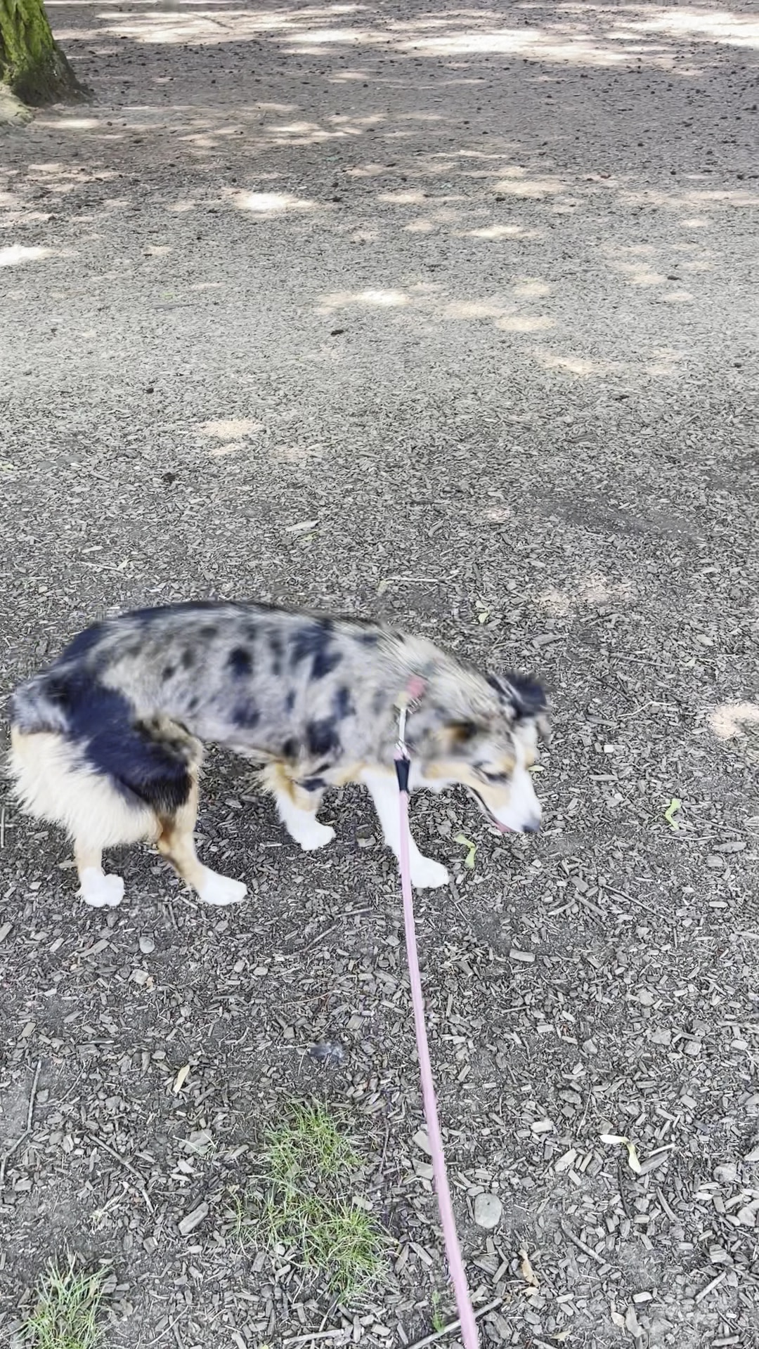 Off-Leash Dog Area - Portland, OR