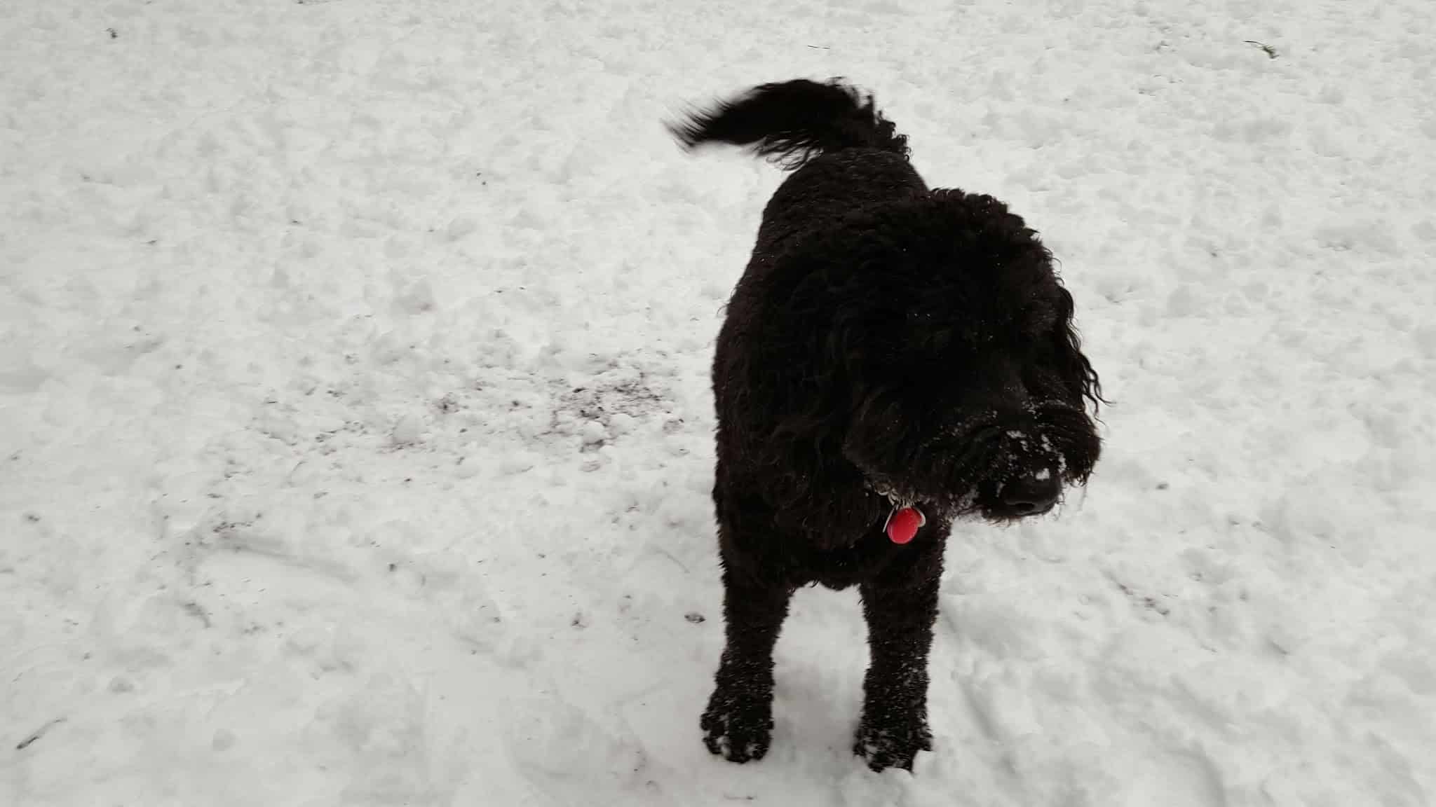 Off-Leash Dog Area - Portland, OR