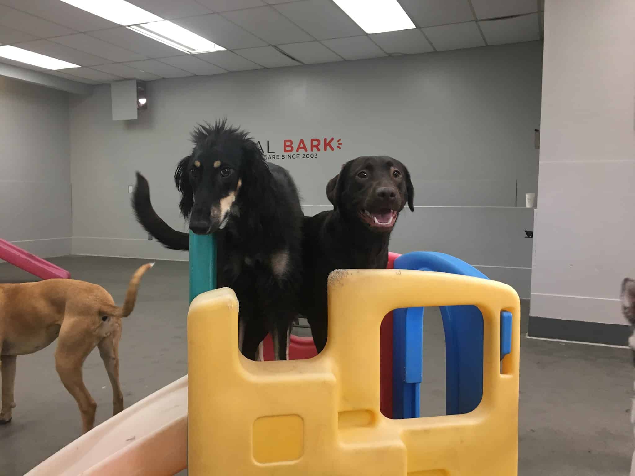 Original Bark - Portland, OR