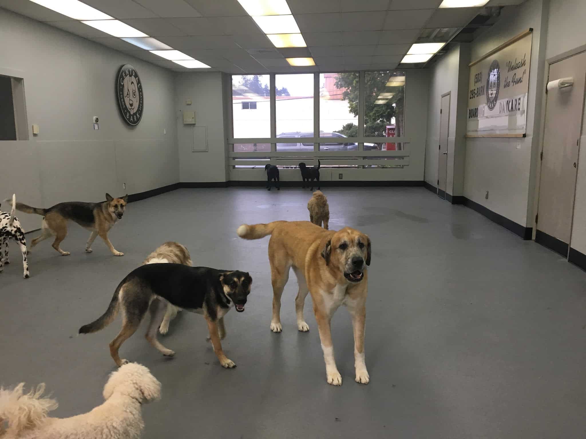 Original Bark - Portland, OR