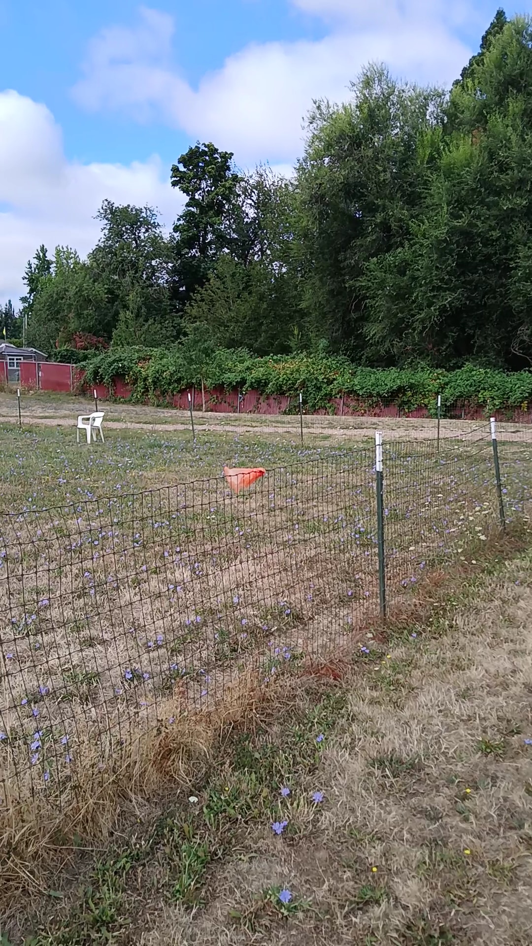 Sacajawea Fenced Off-Leash Dog Park - Portland, OR