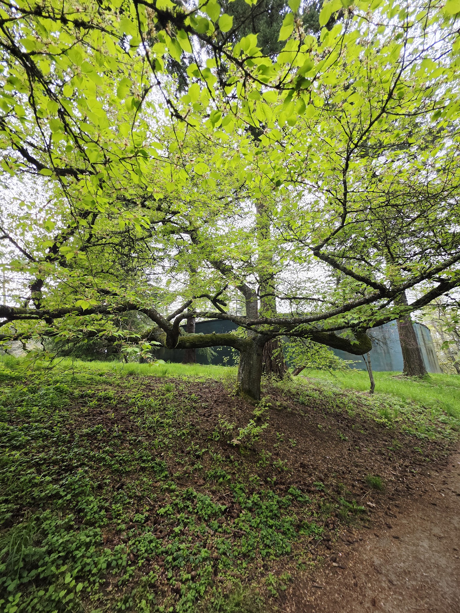 Volcano Vista - Portland, OR